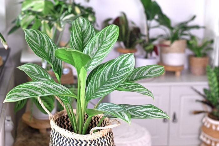 Tropical 'Aglaonema Stripes' houseplant with long leaves with silver stripe pattern