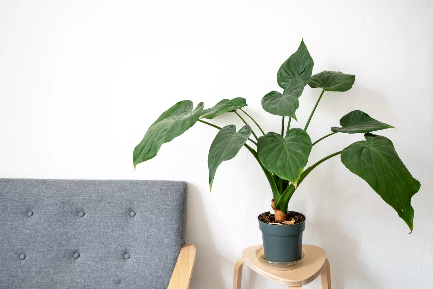 philodendron