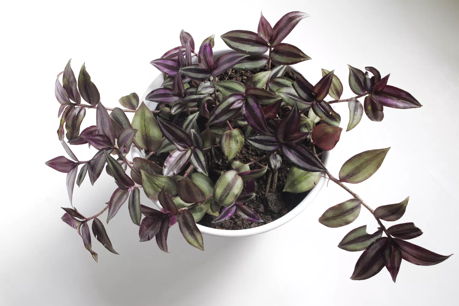 Inch Plant (Tradescantia Zebrina)