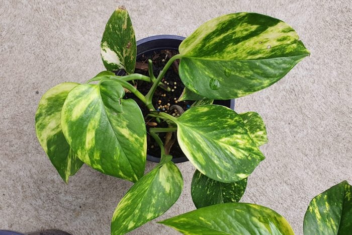 Close up of Golden pothos or known as Epipremnum aureum or Devil's Ivy growing in a pot