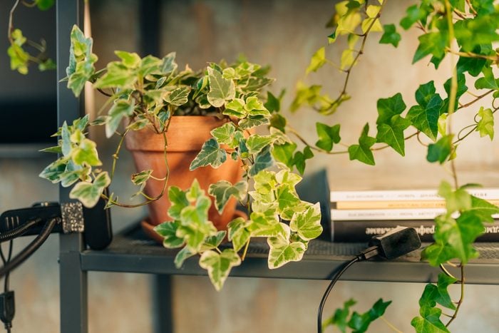 creeping houseplant Epipremnum aureum, in a white pot, isolated in front of a white wall on a cupboard