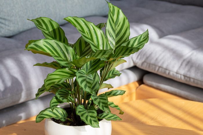 Calathea Freddie (Calathea concinna) plant in modern interior house