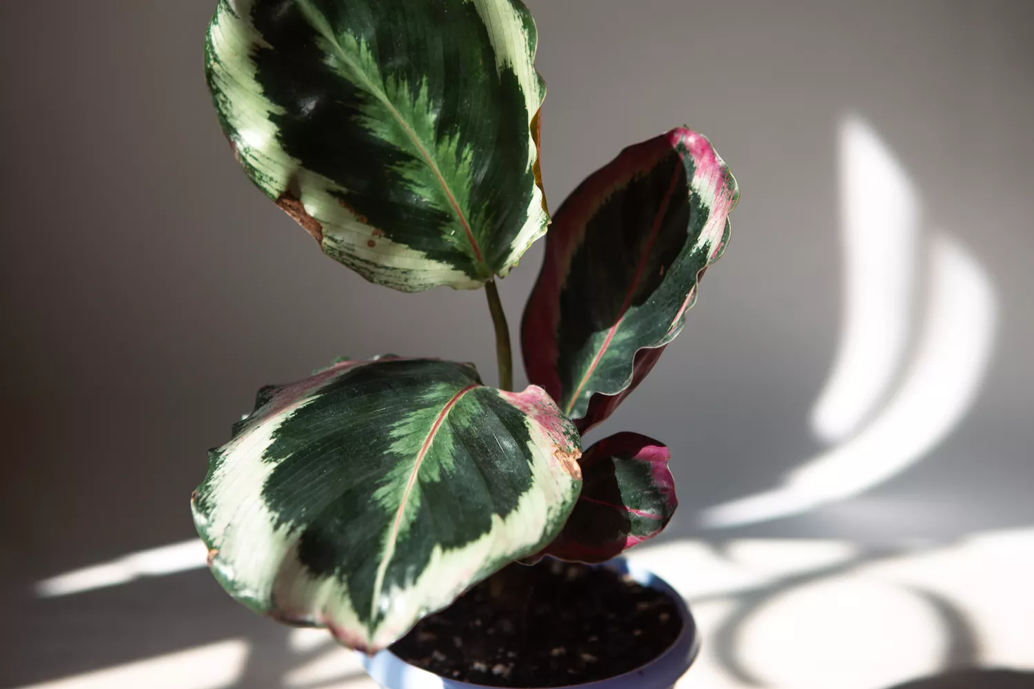 Calathea medallion plant