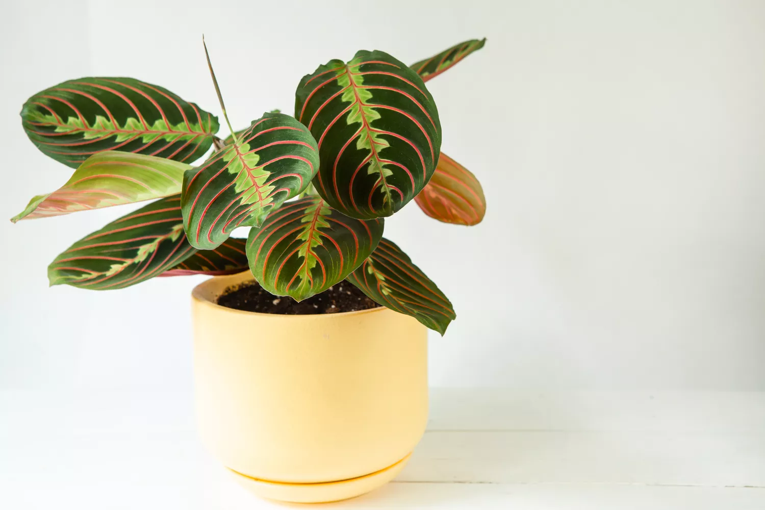 prayer plant