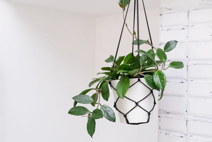 Hoya krohniana in a white pot in a wicker macrame planter hanging isolate on a white background. lacunosa heart leaf. Close-up of a plant. Waxy plant in a pot