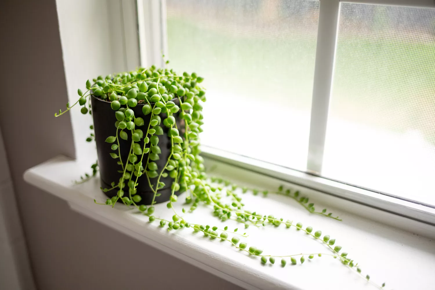 string of pearls plant