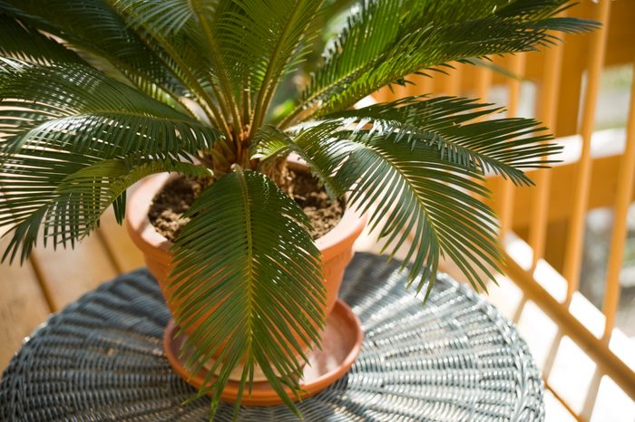 Cycas Palm