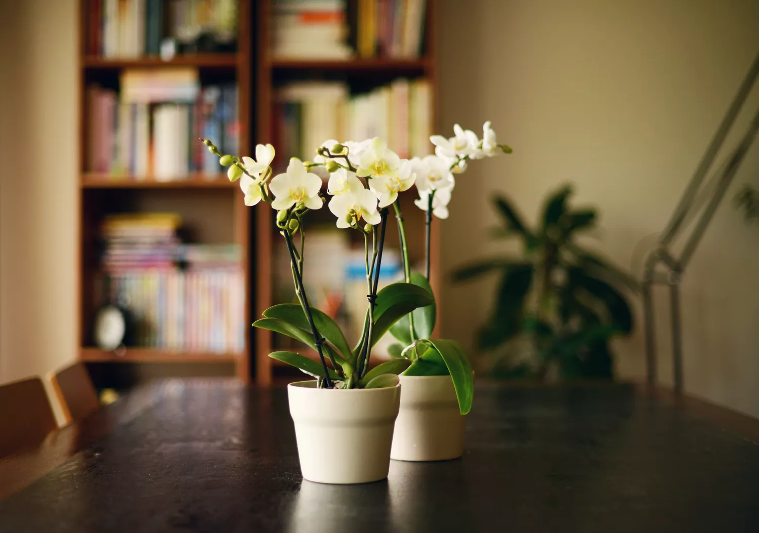 orchid plants