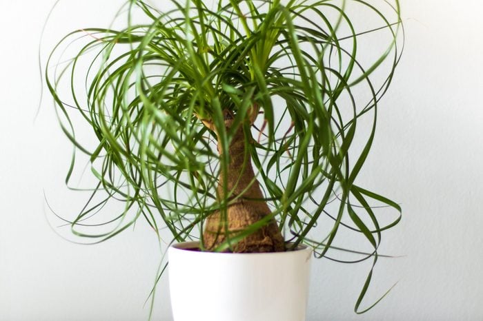 ponytail palm in a white pot