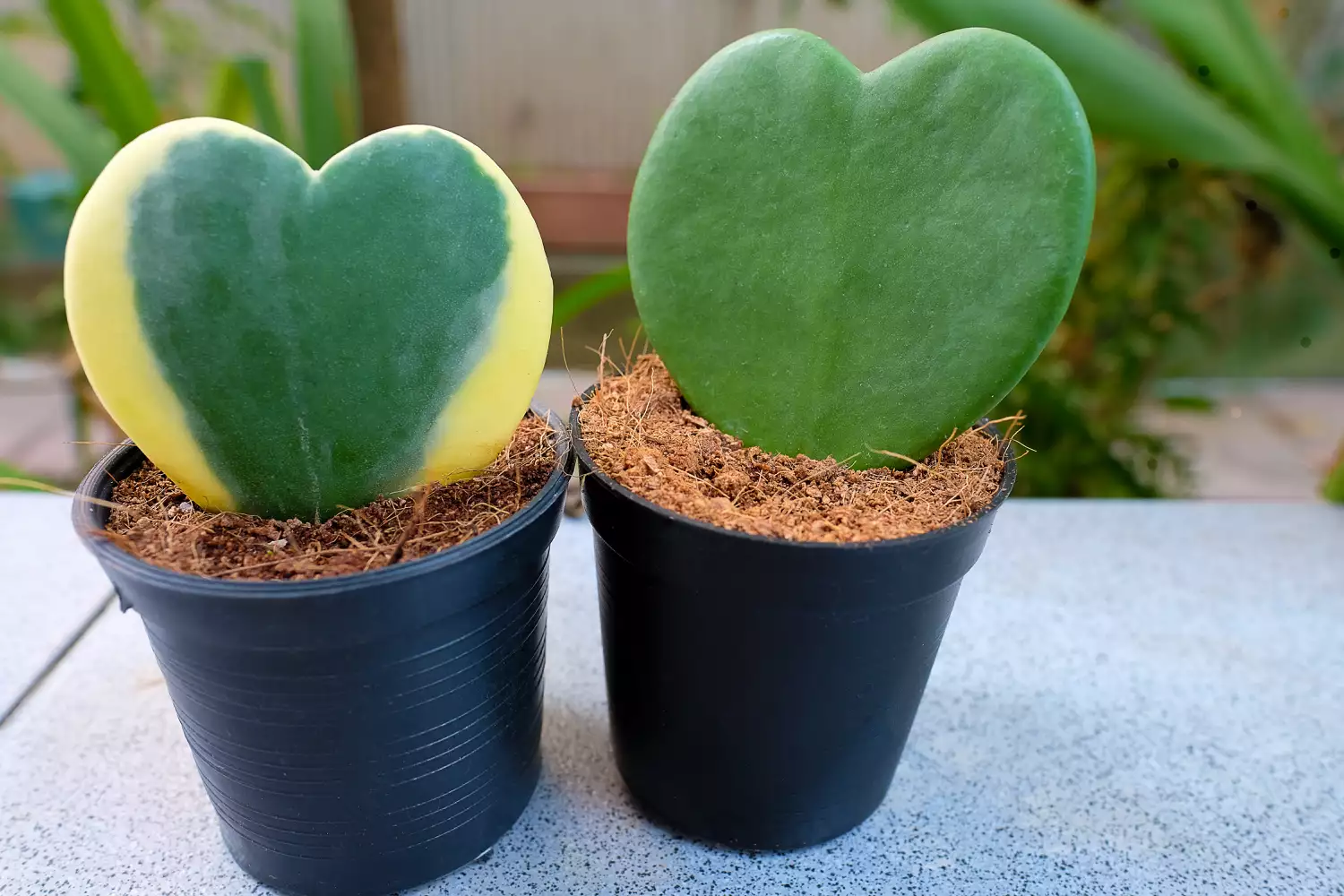 two hoya heart plants