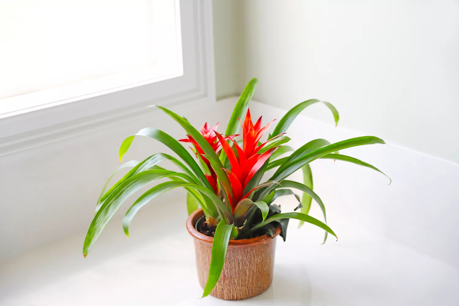 Bromeliad plant