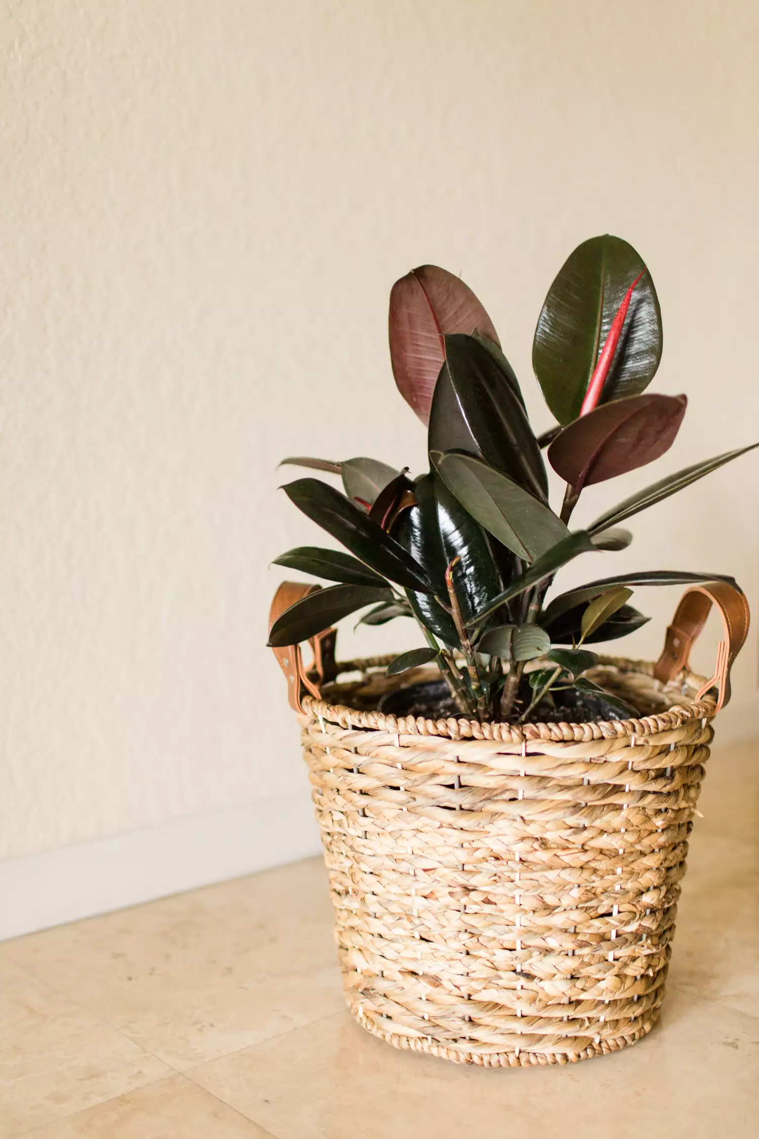 Burgundy Rubber Tree plant