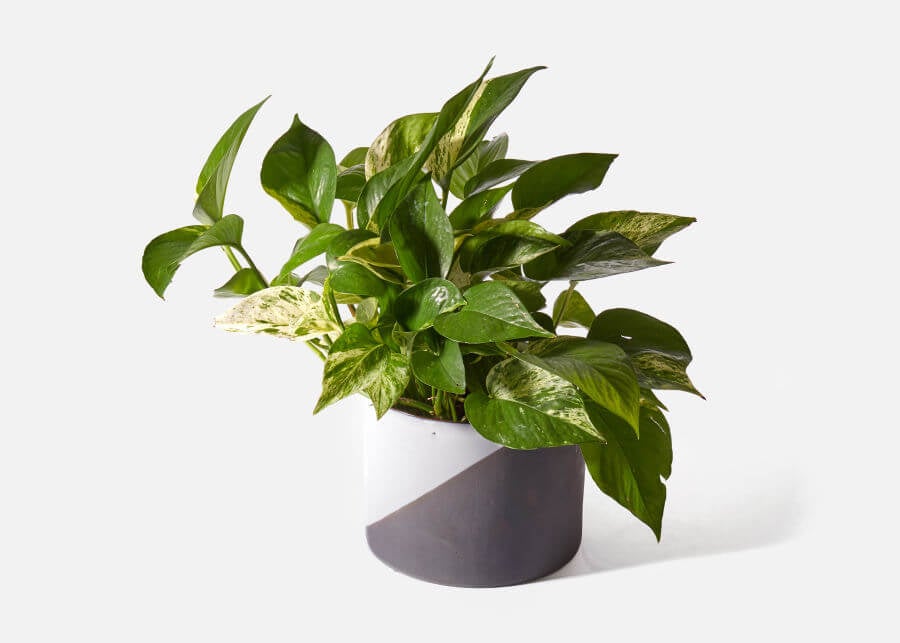 Pothos Plant Toxicity