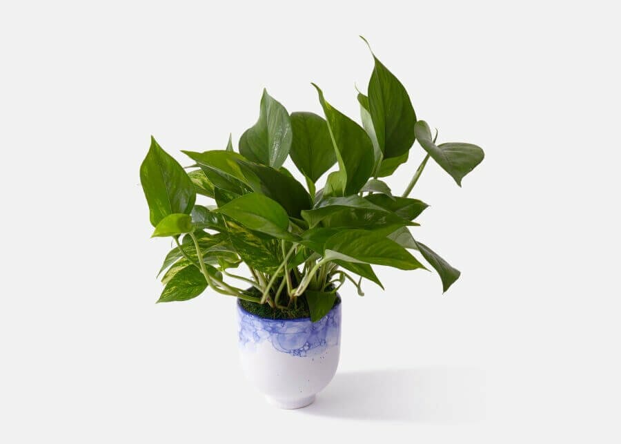 Golden Pothos from UrbanStems