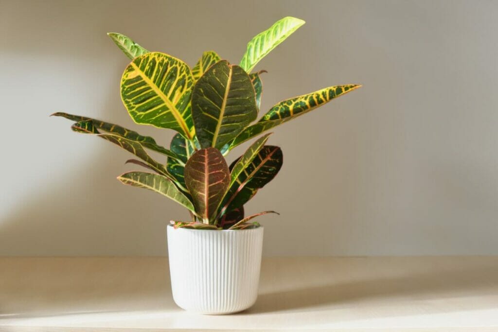 Growing Happy, Healthy Croton Plants at Home