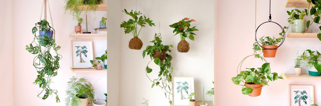 3 ways to style hanging plants