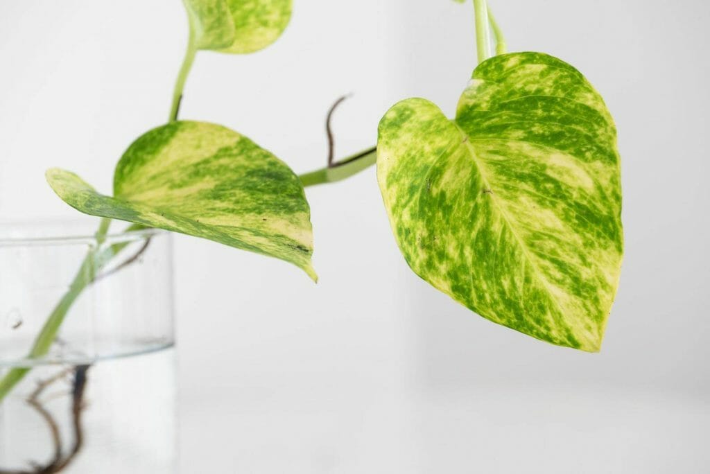 Hawaiian Pothos From Etsy