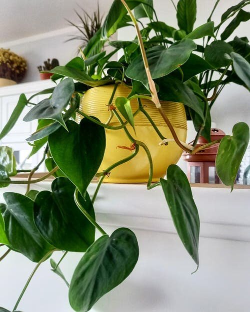 Houseplants that Look Like Pothos