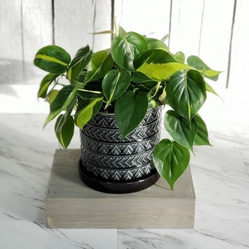 21 Easiest Houseplants | Easiest Indoor Plants to Take Care Of 8