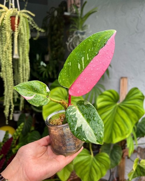 Tricolor Houseplants 23