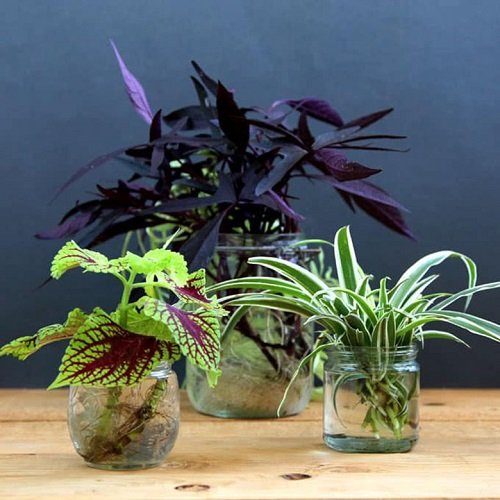 Houseplants in Water Centerpiece 15