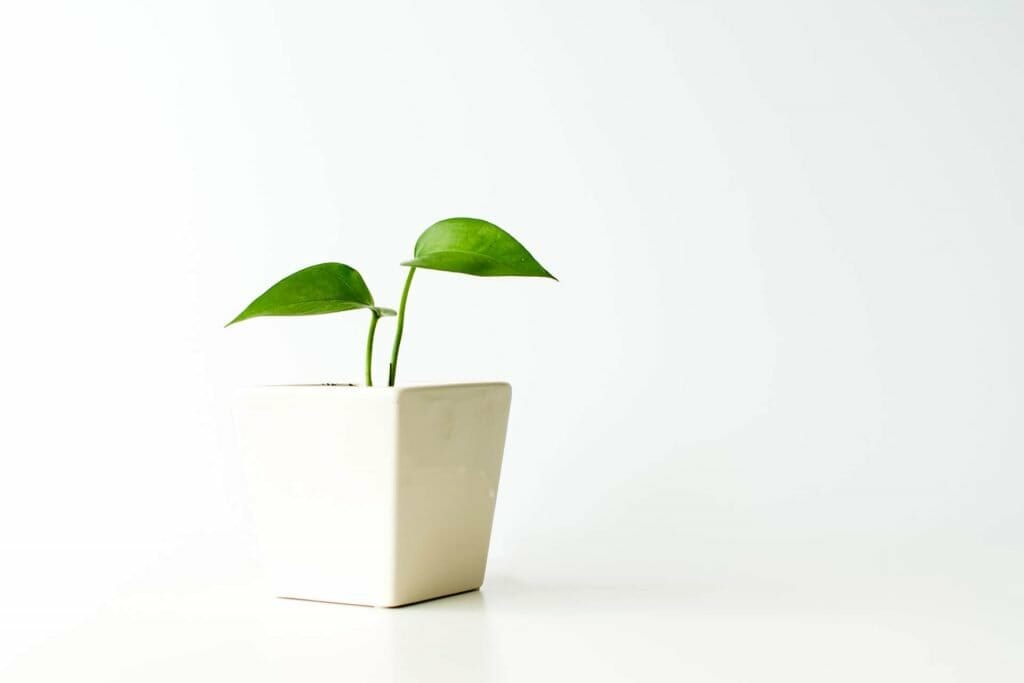 How to Grow Pothos Plants