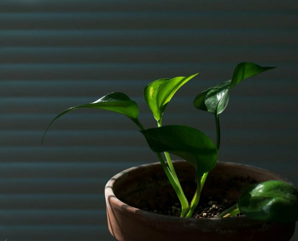 How to propagate pothos plants