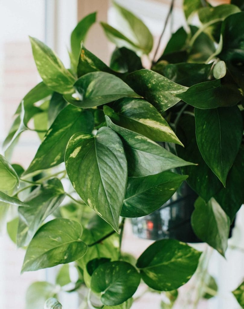 How to prune pothos plants