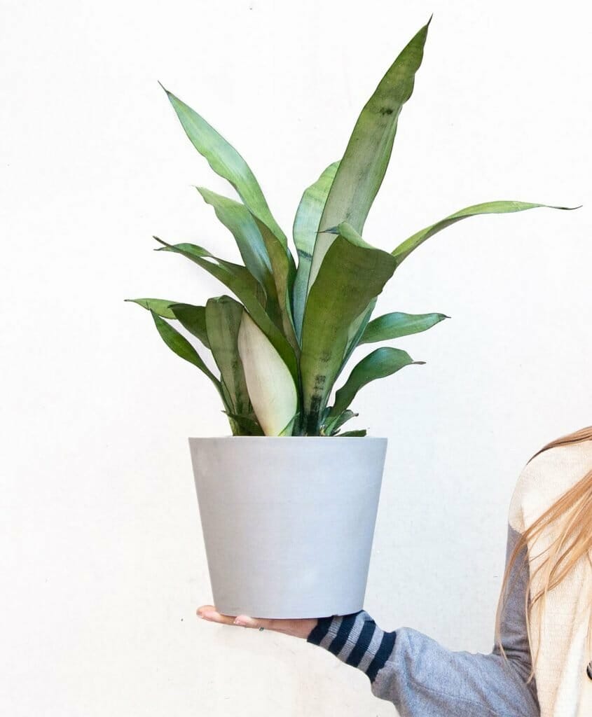 How to repot snake plants Bloomscape