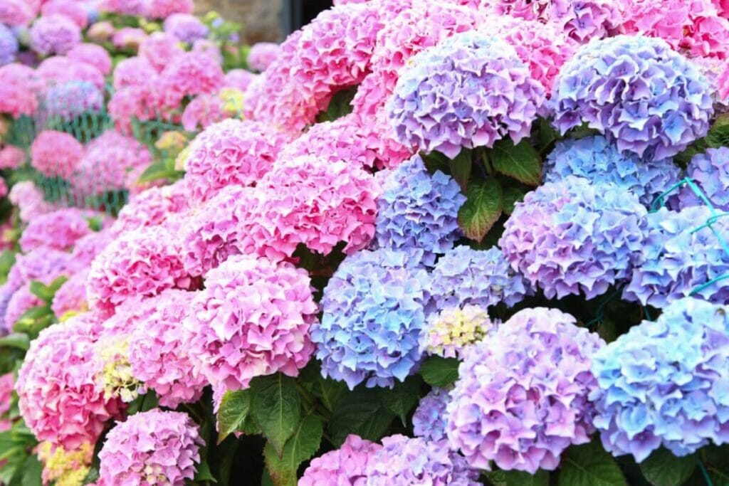 Hydrangeas