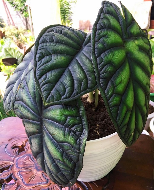 Wholesale 12 Pcs Alocasia Dragon Scale - Aroid Nursery