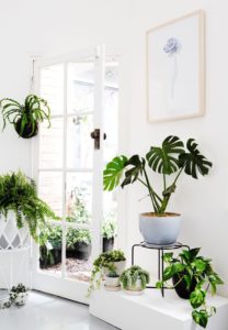 Tropical Indoor Plant Decorating Ideas