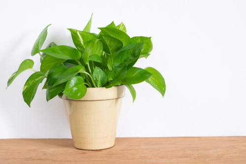 Indoor plants and their effect on Vastu