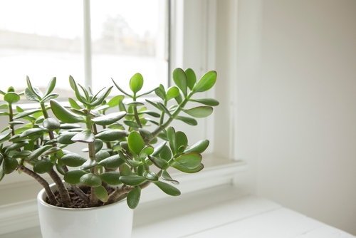 Indoor plants and their effect on Vastu