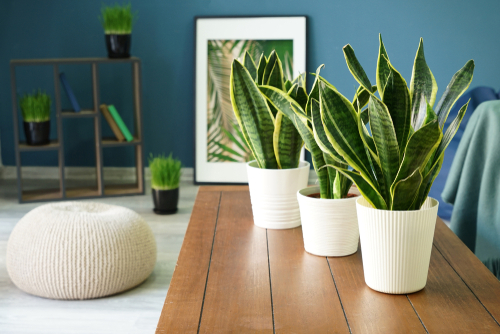 Indoor plants and their effect on Vastu