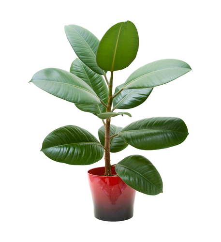 Indoor plants and their effect on Vastu