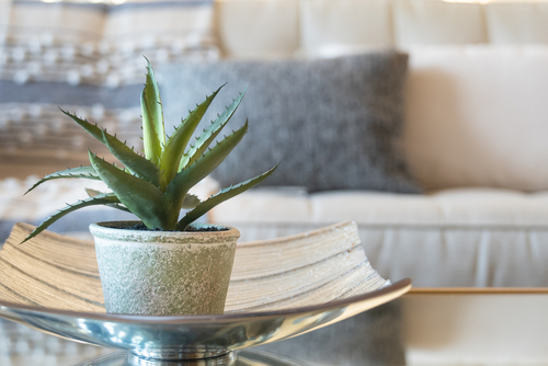 Indoor plants and their effect on Vastu