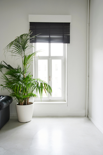 Indoor plants and their effect on Vastu