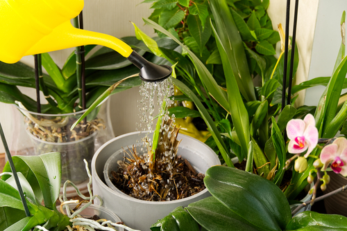 Indoor plants and their effect on Vastu