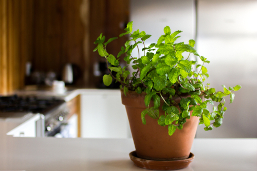 Indoor plants and their effect on Vastu