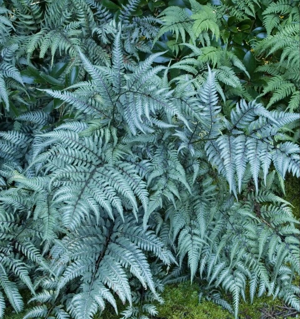 Japanese Painted Fern at Etsy