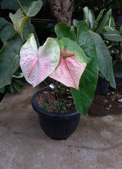 Best White Anthurium Varieties 4