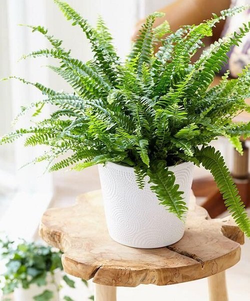 46 Best Cat Garden Plants | Cat Friendly Indoor Plants 22