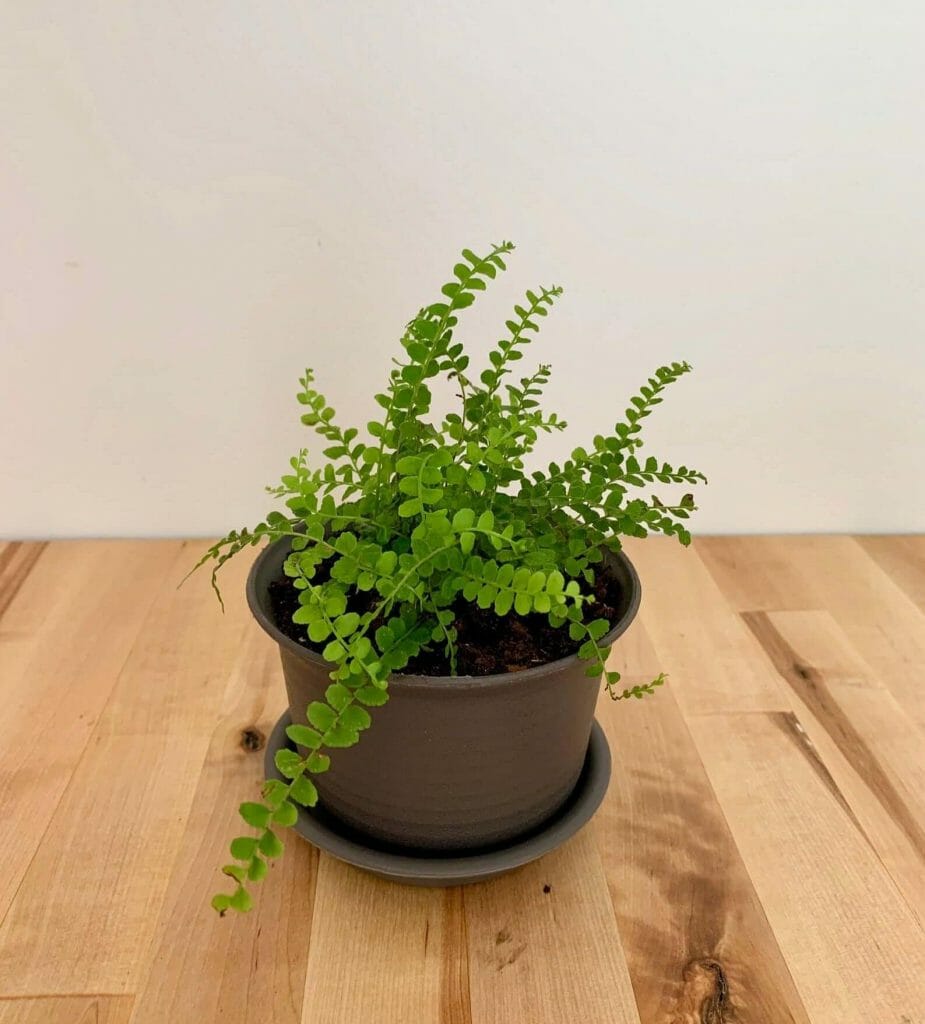 Lemon Butter Fern at Etsy