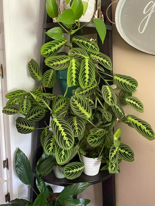 Ombre houseplants 3