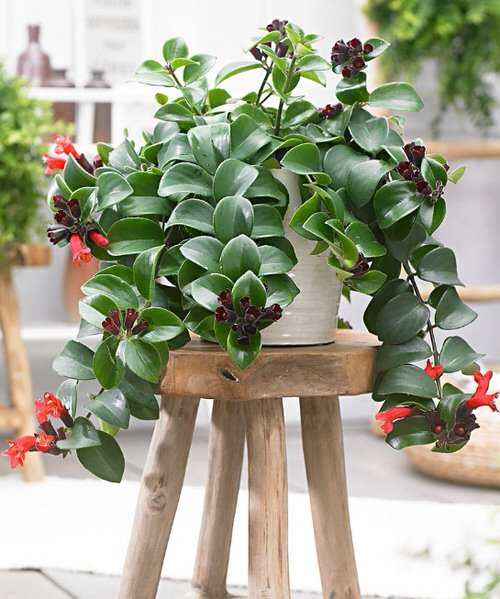 27 Best Flowering Houseplants | Indoor Plants that Bloom 4