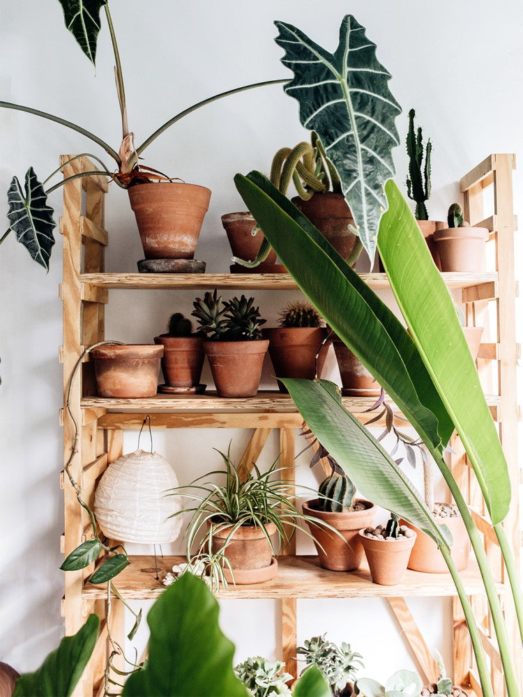 9 Lucky Indoor Plants to Bring Good Health, Love, and Wealth