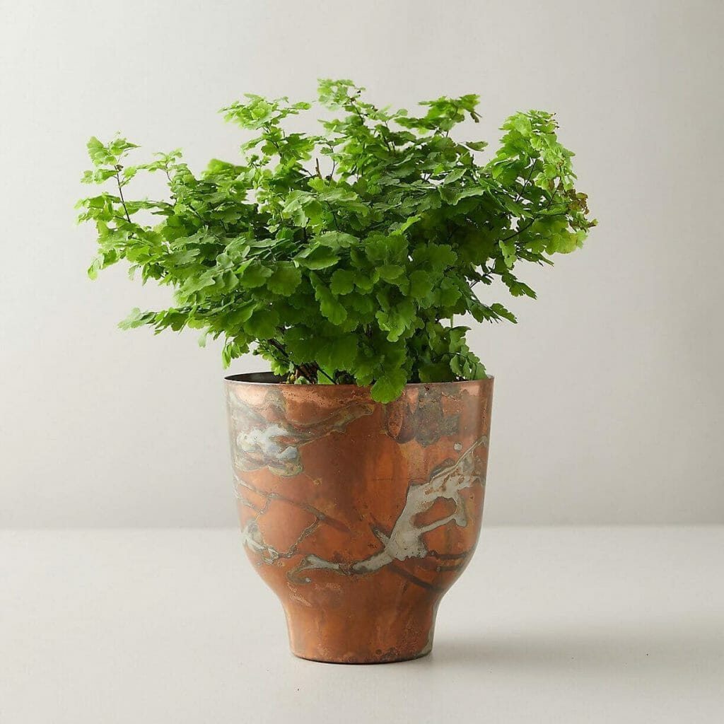 Maidenhair-Fern-at-Terrain