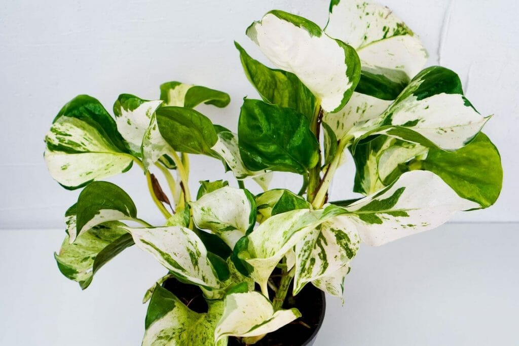 Manjula Pothos at Etsy