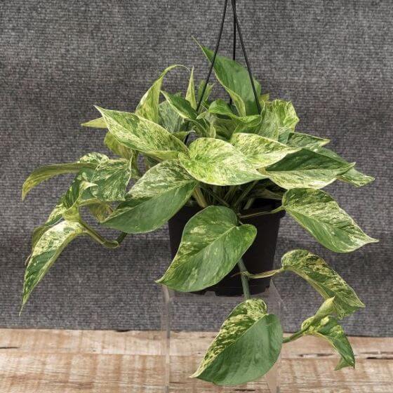 Marble Queen Pothos from Nature Hills Nursery